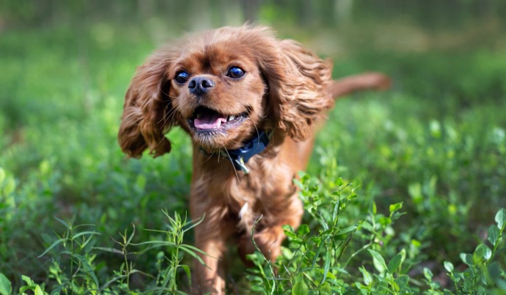 Picture of a small dog running on grass.