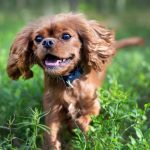 Picture of a small dog running on grass.